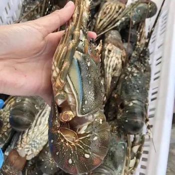 Frozen Crayfish Freshly Frozen Seafood Offering Rich Texture And Premium Standards For Wholesale Import Buyers - TOSOH INTERNATIONAL - South Africa