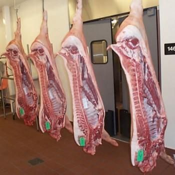 Wholesale Frozen Pork Meat  - Litera Meat SLU - Spain