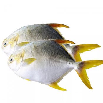 Best quality Frozen Black/ Golden/ White Pomfret fish for wholesales Seafood - TANIS IMPORT & EXPORT COMPANY LIMITED - Vietnam