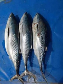 Seafood (Tune, Cuttlefish, Squids, Mackerel Fish, Sardine Fish)