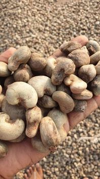 Premium Organic Raw Cashew Kernels – Top Grade, Unprocessed Nut Wholesale Supply  - JOHN JAMARION EMPIRE LLC - United States