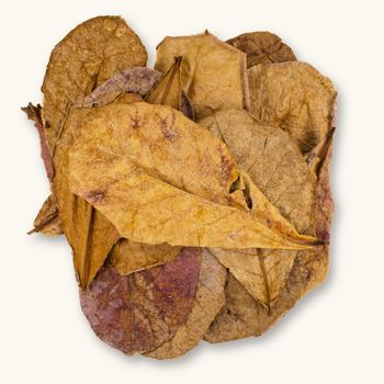 DRIED CATTAPA LEAVES/ INDIAN ALMOND LEAVES - Talisay INC. - Philippines
