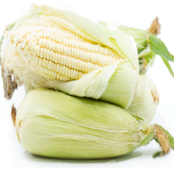 Fast Delivery Premium White Corn Maize Non Gmo 50kg Strong Packaging Clean White Kernels High Starch Content Ideal For Flour Production Feed And Export Trade Buy Now Wholesale Premium Quality from wood traders Fast Delivery Premium White Corn Maize Non Gmo 50kg Strong Packaging Clean White Kernels High Starch Content Ideal For Flour Production Feed And Export Trade Buy Now Wholesale Premium Quality - wood traders - Poland
