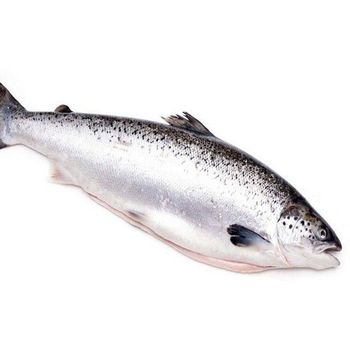 Wholesale High Quality Fresh Seafood Pink Salmon Fish Frozen Whole Gutted Decapitated Vacuum Pack Stock Now from CPW TRADE LTD Wholesale High Quality Fresh Seafood Pink Salmon Fish Frozen Whole Gutted Decapitated Vacuum Pack Stock Now - CPW TRADE LTD - United Kingdom