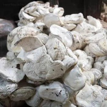 Export Grade Cup Lump Natural Rubber from Vietnam High Elasticity and Durability - AL JABLI TRADING COMPANY LIMITED - Tanzania