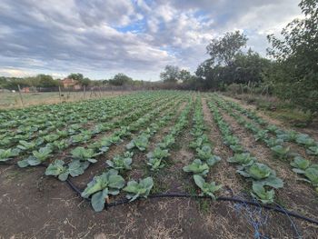 Organic white cabbage Color White Purity Organic Texture Crunchy Harvest Method At Peak Maturity Intended Use For Both Cooking And Raw - Pepes Garden  - Bulgaria