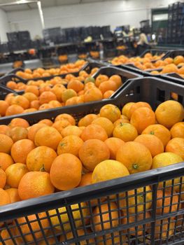 Oranges navalines Organic No Origin Greece Flesh Type Seedless Flavor Sweet, Juicy, And Aromatic Variety Navelina Oranges, navalines - Exfruits - Greece