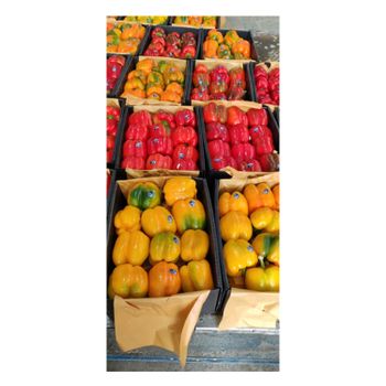 Best Buy 100% Natural Good Quality Wholesale Fresh Vegetables Fresh Capsicum from Egypt for Sale - El farida for export - Egypt