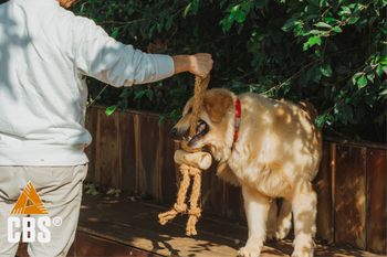 COFFEE&COCO TUG FOR DOG CHEW TOY from CBS Co.LTD ( CBS VIETNAM) COFFEE&COCO TUG FOR DOG CHEW TOY - CBS Co.LTD ( CBS VIETNAM) - Vietnam