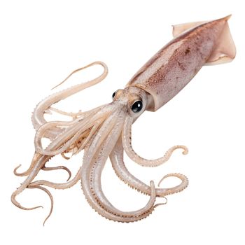 Frozen Illex Squid Tube Low-Sodium Organic for Sale at Prices. - TREVEX INTER CO.,LTD - Thailand