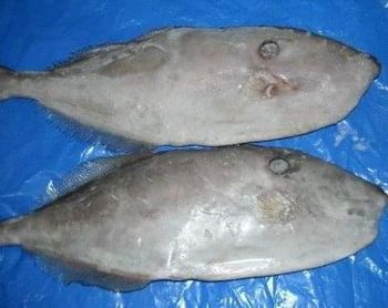 Frozen Leather Jacket Fish - Haider Enterprises - Pakistan