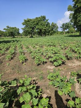 Fresh Okra - Mako agribusiness  - Burkina Faso