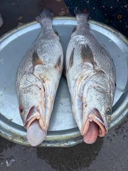 Ghol fish whole from Oriental foodhub Ghol fish whole - Oriental foodhub - Sri Lanka