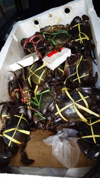 Live mud crab - PT KRK KREASI SEMESTA - Indonesia