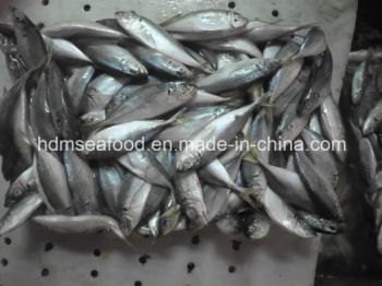 Fresh Frozen Japanese Jack Mackerel Nw 9kgs Gw 10kgs Style Whole Origin China Model NO. H-M Processing Bqf Package - Shishi He Deming Seafood Co., Ltd. - China