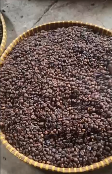 Indonesian Robusta Green Coffee Beans Grade A – Bulk Export - Heritage Meridian Global - Indonesia