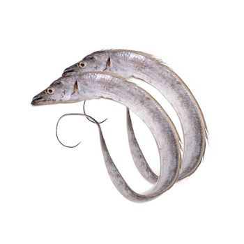Frozen Ribbon Fish Premium Ocean Harvest With 100% Natural Texture For Bulk Seafood Distribution And Export Markets - TOSOH INTERNATIONAL - South Africa