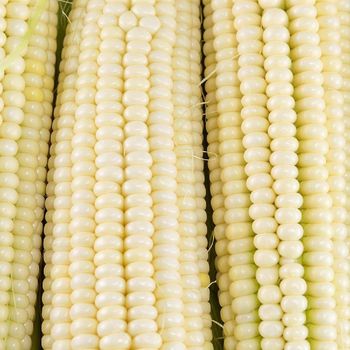 White Corn For Feed Industry Applications Featuring Strong Grain Integrity And Professionally Managed Export Supply - TOSOH INTERNATIONAL - South Africa