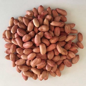 Raw Peanut Kernels Grade Top grade Packaging As per buyer - ABOLLEJI SIA - Latvia