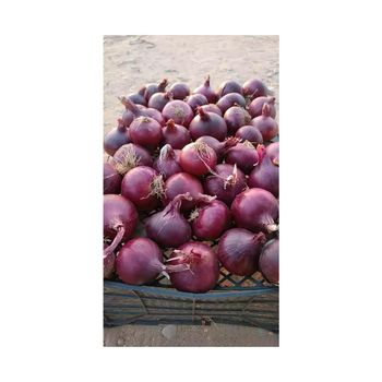 Top Selling Premium Quality New Crop Fresh Vegetables Fresh Red Onion at Factory Price - HIGHPROFILE AGRICULTURE SERVICES LIMITED - Tanzania