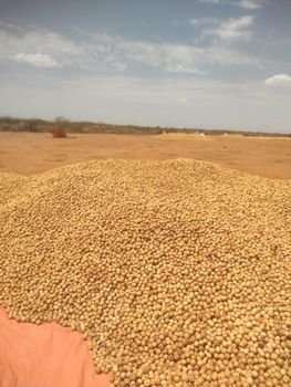 Yellow Dry Lemon Grade A Origin Somalia (luuq) Moisture Content <10% Form Whole Dried Lemon Shelf Life 18–24 Months Variety Yellow Dry Lemon - Bararo food co. ltd - Somalia