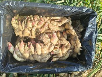 Fresh and air-dried Chinese Ginger. Excellent Quality directly sourced from Farm. from IOG Food Trade Wholesale GmH Fresh and air-dried Chinese Ginger. Excellent Quality directly sourced from Farm. – product photo, Ginger products found from trusted suppliers, wholesalers, manufacturers & exporters Listing