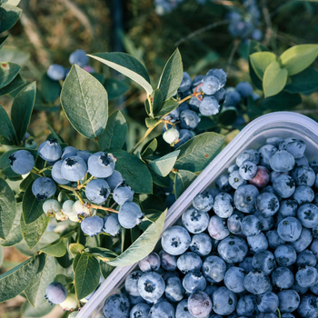 Fresh Blueberries - Njang Investments Limited - Kenya