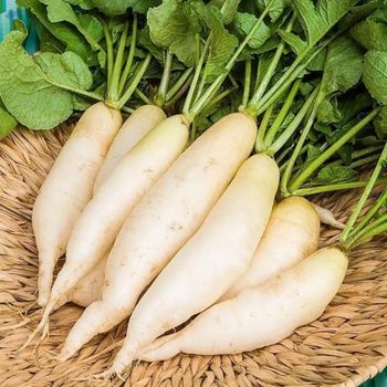 Fresh White Radish -  Radhey Petrochem Llp  - India