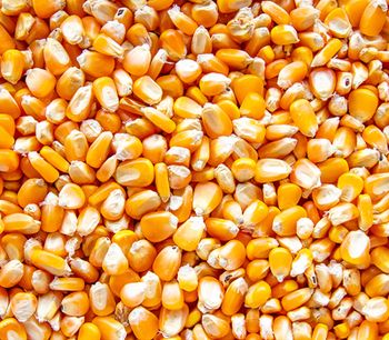 Yellow Corn / Maize - Farmers Cooperative Limited - Tanzania