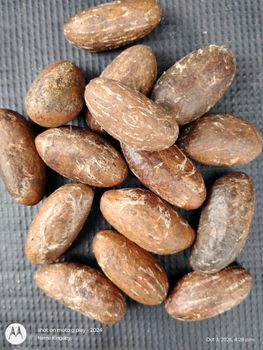Clean, Fresh, Dried, Nigerian Bitter Kola (Garcinia kola). from Seahawk Agro and Allied services Ltd. Clean, Fresh, Dried, Nigerian Bitter Kola (Garcinia kola). – product photo, Bitter Kola Nut products found from trusted suppliers, wholesalers, manufacturers & exporters Listing