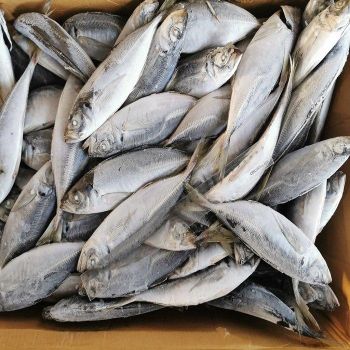 Wholesale Frozen Horse Mackerel Fish Bulk Supply Low Price Fresh Quality Top Grade Trans-Fat Free Low-Sugar from TRADECENTRIC LLC Wholesale Frozen Horse Mackerel Fish Bulk Supply Low Price Fresh Quality Top Grade Trans-Fat Free Low-Sugar - TRADECENTRIC LLC - United States