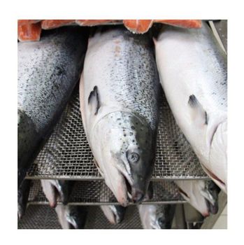 frozen wild salmon | frozen salmon fish fillets | high quality froze chum salmon fillet -  CALIPSO POLSKA SP Z OO  - Poland