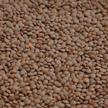 Red Lentils at Wholesale Price Red Lentils, Green Lentils, Brown Lentils - NUTRIDIET LDA - United Kingdom