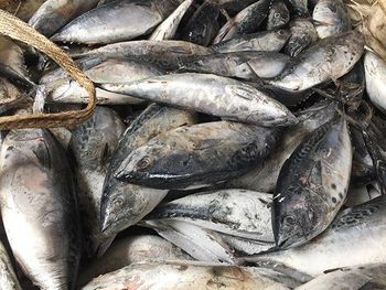 Frozen Skipjack Tuna Fish Wild Caught Ocean Fresh Product For Seafood Distribution And International Market Supply - TOSOH INTERNATIONAL - South Africa