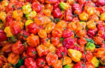 Fresh habanero pepper Color Vibrant Aroma Distinctive Heat Level Intense Application Culinary Use, Food Processing, Spice - ABSS FARM VENTURES - Nigeria