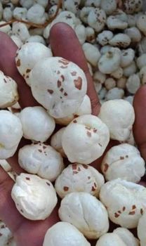 Raw Fox Nuts Shelf Life 12 Months Max. Moisture (%) 12% Grade 3 Grade - $4.38, 4 Grade - $9.94, 5 Grade - $16.67, 6 Grade - $20.55, 7 Grade (Jumbo Size) - $29.47 - A.U. Overseas Private Limited - India
