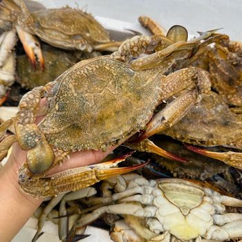 High Quality Frozen Crab Rich Flavor and Full Meat Perfect for Home Cooking Restaurants and Professional Seafood Dishes - PILOTEXPORT IMPORT AND EXPORT LTD - South Africa