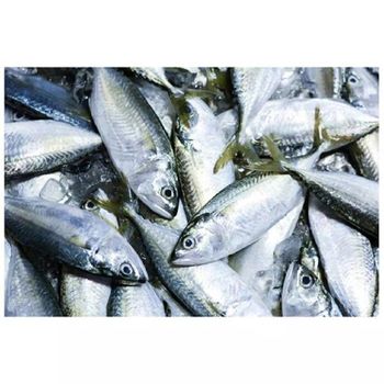 Competitively Priced Frozen Horse Mackerel Pacific/Indian/Atlantic Mackerel Fish. – product photo, Frozen Indian Sweets products found from trusted suppliers, wholesalers, manufacturers & exporters Listing