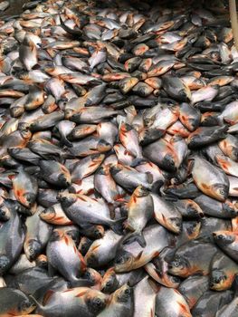 FROZEN RED BACU (RED POMFRET) from QUANG DAI SEAFOOD CO., LTD FROZEN RED BACU (RED POMFRET) - QUANG DAI SEAFOOD CO., LTD - Vietnam