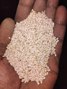 Ethiopia Humera sesame purity 99.6 % from Eliana import export Ethiopia Humera sesame purity 99.6 % - Eliana import export - Ethiopia