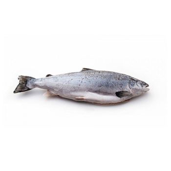 Lowest Price Fresh / Frozen Salmon Fish Premium Quality Bulk Quantity For Exports From Europe - Exigentelaxia Unipessoal Lda - Portugal