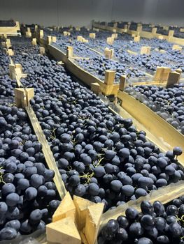 Fresh black seeded grapes variety Moldova Grade A Color Deep Flavor Rich Texture Juicy Variety Moldova Shelf Life Long Weight (kg) 10kg - NBD Trade SRL - Moldova, Republic of
