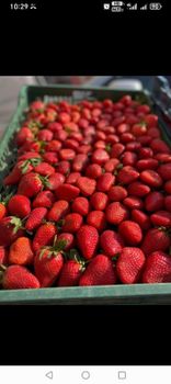 STRAWBERRIES (IQF FROZEN ) AND FRESH IF ORDER from EGYPTIAN FOR TRADING IMPORT & EXPORT CO. STRAWBERRIES (IQF FROZEN ) AND FRESH IF ORDER - EGYPTIAN FOR TRADING IMPORT & EXPORT CO. - Egypt
