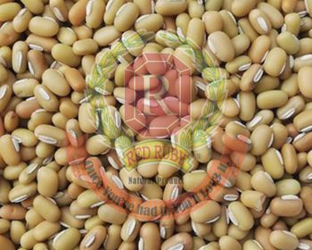 Yellow Bamboo Beans Size 5 Grade A Style Dried Packaging Bulk Weight (kg) 25 Drying Process AD Place of Origin Myanmar Ingredients Bamboo - ASIA WINNER INDUSTRIAL LIMITED - Myanmar