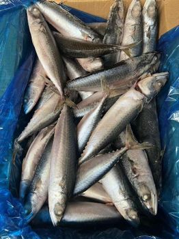 sea frozen pacific mackerel wr - Kaysaint Inc - China