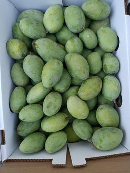 Mango – product photo, Fresh Green Mango products found from trusted suppliers, wholesalers, manufacturers & exporters Listing
