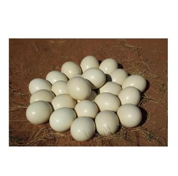 Ostrich Eggs For Sale Grade top Type Eggs Form Eggs Fertility Rate High Genetic Diversity Diverse Breeding Stock Health Healthy -  CALIPSO POLSKA SP Z OO  - Poland