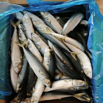 Frozen Pacific Mackerel Fish Fresh Seafood Supply With High Quality Packaging For Restaurants Markets from TRADECENTRIC LLC Frozen Pacific Mackerel Fish Fresh Seafood Supply With High Quality Packaging For Restaurants Markets - TRADECENTRIC LLC - United States