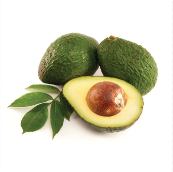 Fresh Premium Mature Creamy Avocado/Fuerte Top Grade 100% Natural Pulp 10kgs/carton 30-45 Days Shelf Life Exported - TRADECENTRIC LLC - United States