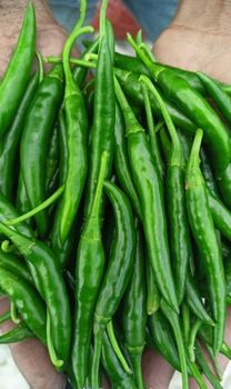 Red chili pepper - Lawana and Sons Supplies - South Africa